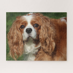 Quebra-cabeça Blenheim Cavalier King Charles Spaniel Puppy Dog