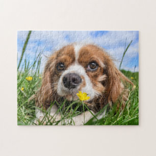 Quebra-cabeça Blenheim Cavalier King Charles Spaniel Puppy Dog
