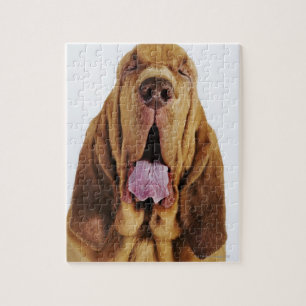Quebra-cabeça Bloodhound (cão do St. Hubert) com olhos fechados