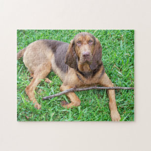 Quebra-cabeça Bloodhound com Stick