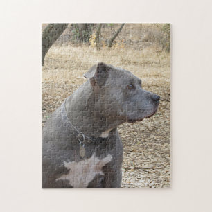 Quebra-cabeça Blue Nose Pitbull Puzzle
