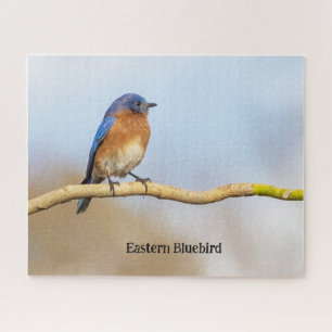 Quebra-cabeça Bluebird oriental