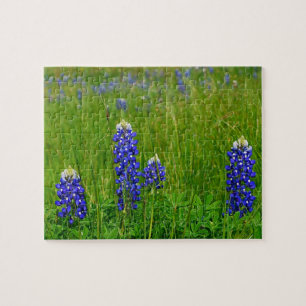 Quebra-cabeça Bluebonnets de Texas