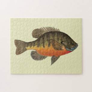 Quebra-cabeça Bluegill Bream