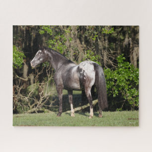 Quebra-cabeça Bob Langrish Appaloosa Permanente