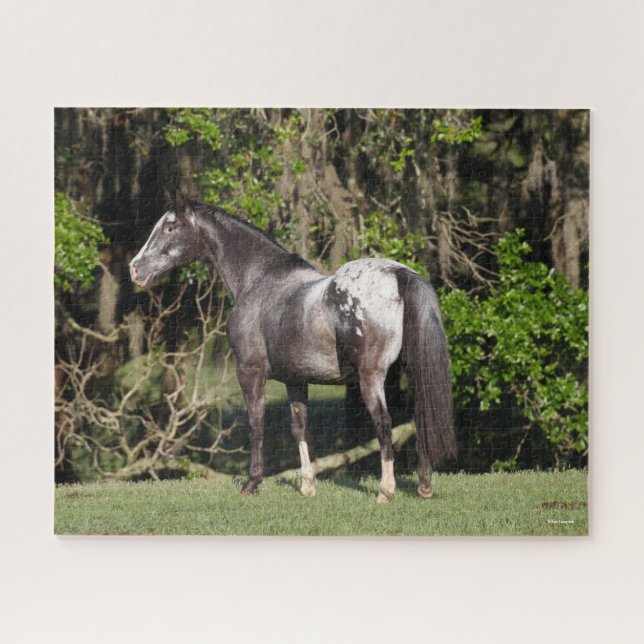 Quebra-cabeça Bob Langrish | Appaloosa Permanente (Horizontal)