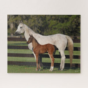 Quebra-cabeça Bob Langrish Arab Mare e Foal em pé juntos