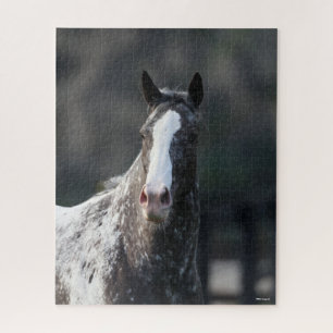 Quebra-cabeça Bob Langrish Captura de cabeça de Appaloosa