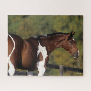 Quebra-cabeça Bob Langrish Captura de cabeça de Pinto Warmblo