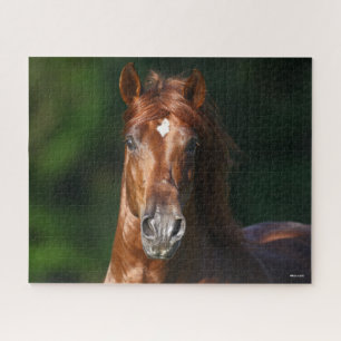 Quebra-cabeça Bob Langrish Chestnut Andalucian Stallion Headshot
