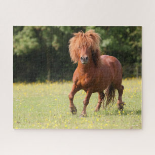 Quebra-cabeça Bob Langrish   Chestnut Shetland Pony Stallion