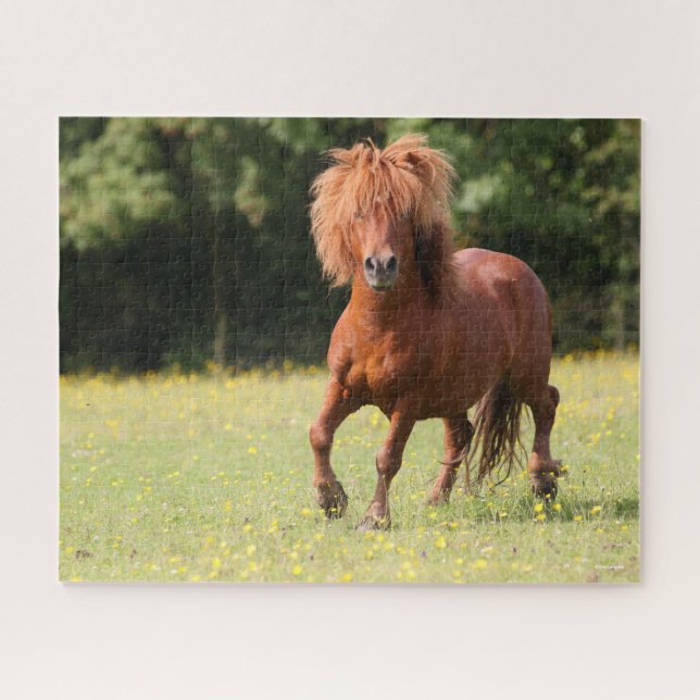 Quebra-cabeça Bob Langrish | Chestnut Shetland Pony Stallion (Horizontal)