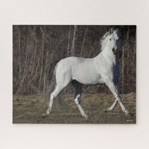 Quebra-cabeça Bob Langrish Cinza Andalucian Stallion Walking