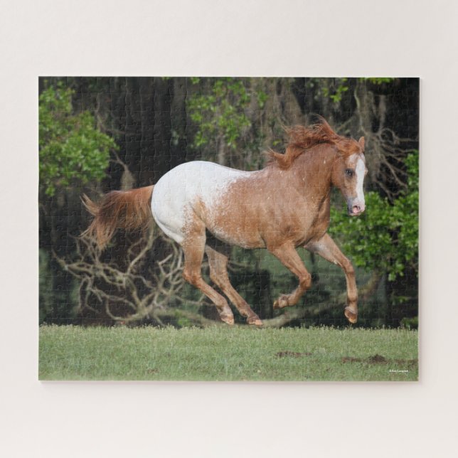 Quebra-cabeça Bob Langrish | Corrente Appaloosa (Horizontal)