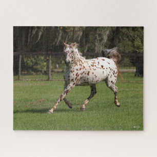 Quebra-cabeça Bob Langrish Corrente Appaloosa