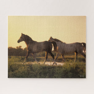 Quebra-cabeça Bob Langrish Dois Cavalos Árabes Andando ao Sol