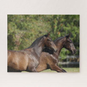Quebra-cabeça Bob Langrish Dois Cavalos Marrom andalucianos Co