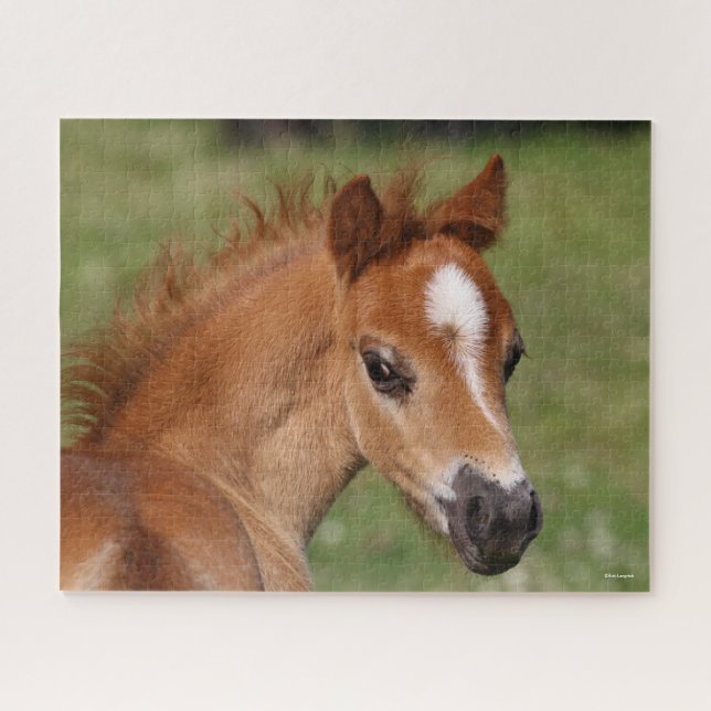 Quebra-cabeça Bob Langrish | Galsh Pony Foal Headshot (Horizontal)