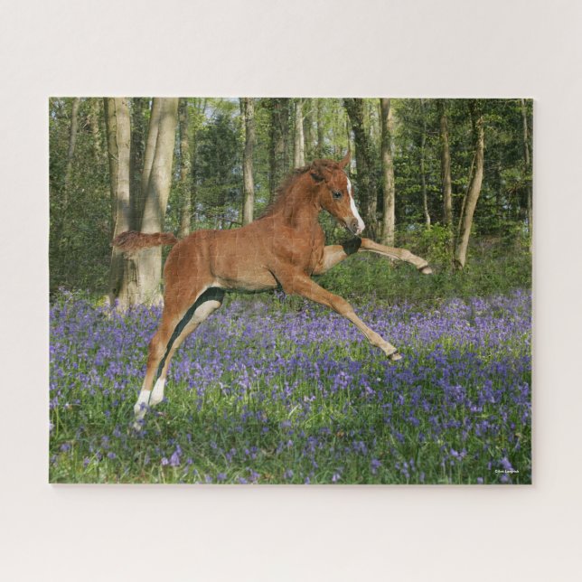 Quebra-cabeça Bob Langrish | Morgan Foal Saltando Com Bluebells (Horizontal)