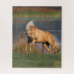 Quebra-cabeça Bob Langrish Palomino Lusitano Stallion Bucking