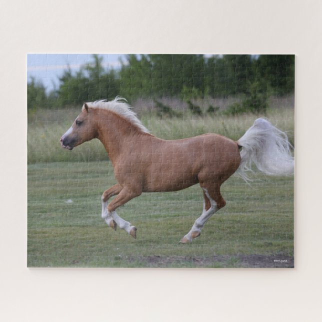 Quebra-cabeça Bob Langrish | Palomino Welsh Pony Running (Horizontal)