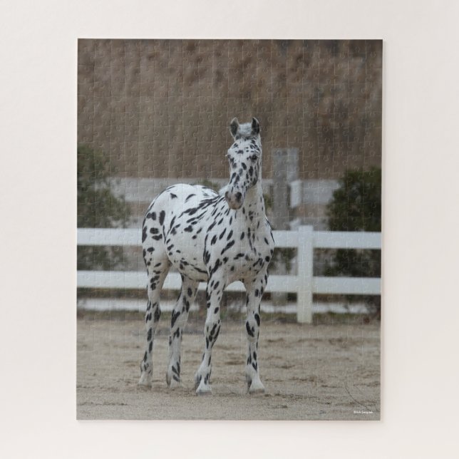 Quebra-cabeça Bob Langrish | Posto Appaloosa Frísia (Vertical)