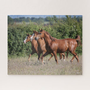 Quebra-cabeça Bob Langrish Três Cavalos árabes castanhosos j