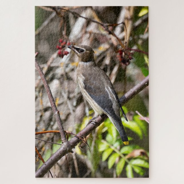 Quebra-cabeça Boêmia Waxwing, Descansada em um galho (Vertical)
