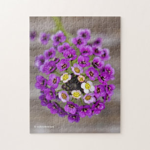 Quebra-cabeça Bonita Púrpura Doce Alyssum