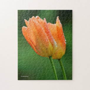 Quebra-cabeça Bonitas Tulipas Laranja De Pastel Beijadas Com Our