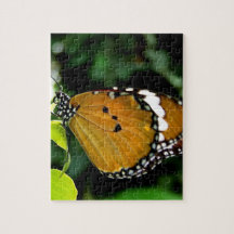 Borboleta branca, cor-de-laranja, preta e branca,