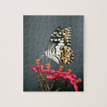 Borboleta branca preta e amarela em flores rosa