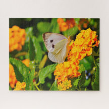 Borboleta Lingue Branca.