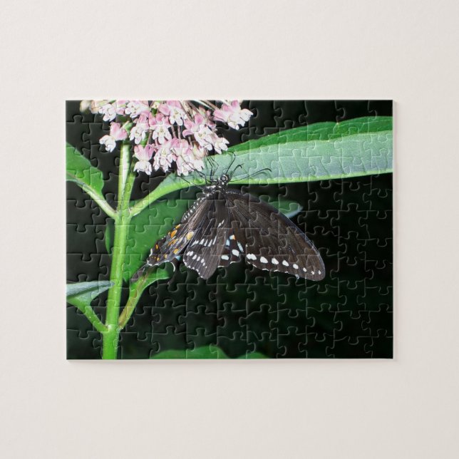 Quebra-cabeça Borboleta Noturna Black Swallowtail no Shenandoah (Horizontal)