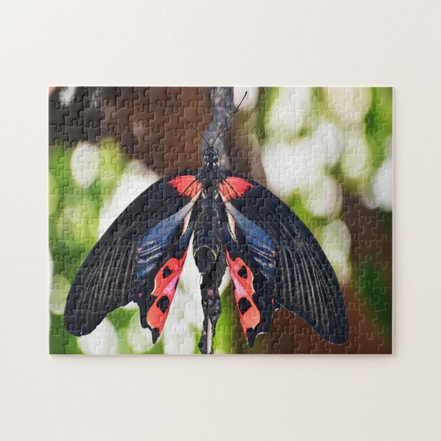 Quebra-cabeça Borboleta Papilio Rumanzovia. (Horizontal)