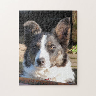 QUEBRA-CABEÇA BORDER COLLIE