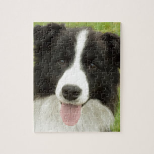 Quebra-cabeça Border collie