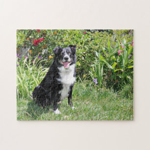 Quebra-cabeça Border collie - almofada - Pasten