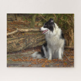 Quebra-cabeça Border Collie na Floresta