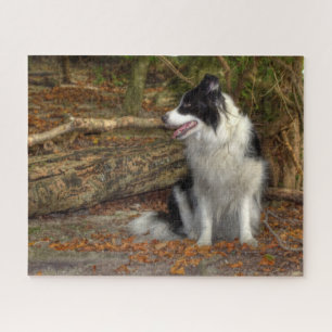 Quebra-cabeça Border Collie na Floresta