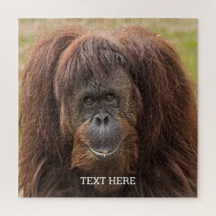 Quebra-cabeça Borneo Orangutan - Bela Fotografia