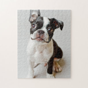 Quebra-cabeça Boston Terrier