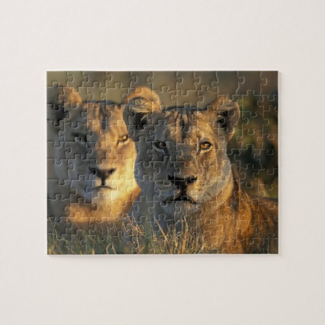 Quebra-cabeça Botswana, Parque Nacional Chobe, Leões (Horizontal)