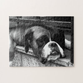 Quebra-cabeça Boxer Dog On Windows 11x14 252pc jpcn