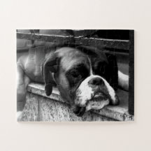 Boxer Dog On Windows 11x14 30pc jpcna