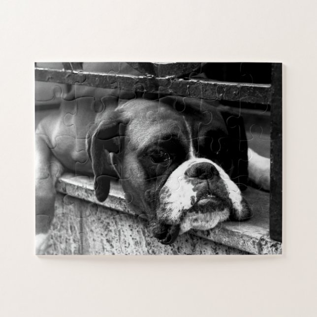 Quebra-cabeça Boxer Dog On Windows 11x14 30pc jpcna (Horizontal)