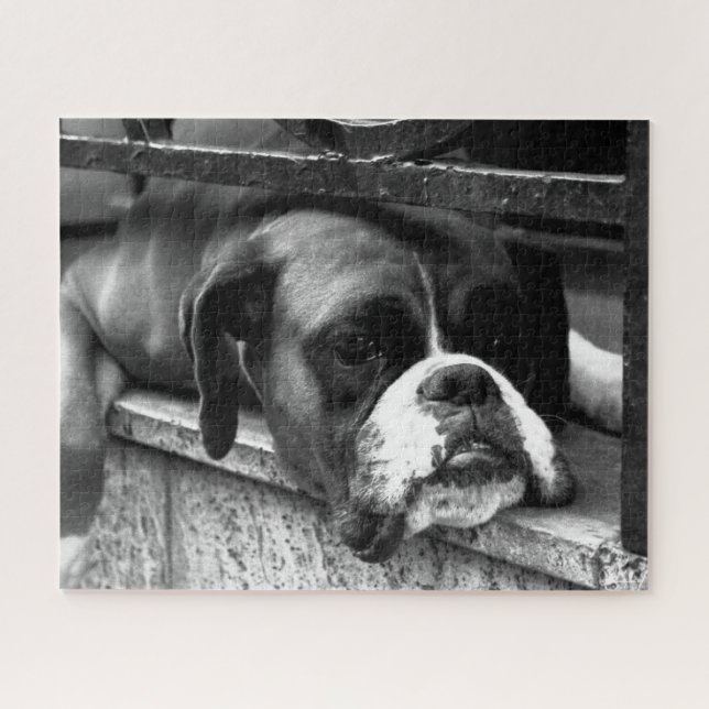Quebra-cabeça Boxer Dog On Windows 16x20 520pc jpcn (Horizontal)