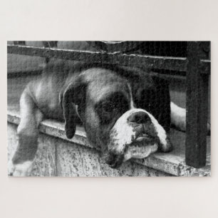 Quebra-cabeça Boxer Dog On Windows 20x30 1014pc jpcn