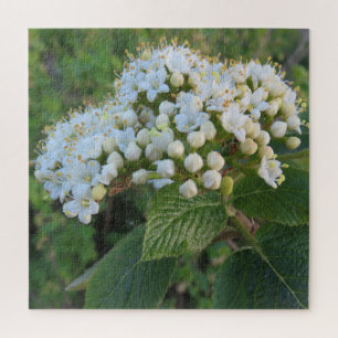 Quebra-cabeça branco, fundo, flor, flor, natureza, verão,