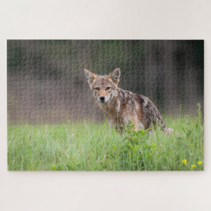 Quebra-cabeça Brown Coyote, Fotografia Canadiana de Vida Selvage